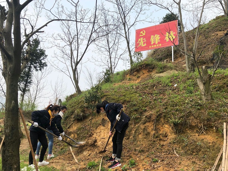 華龍公司開(kāi)展植樹(shù)活動(dòng) 為大自然添新綠