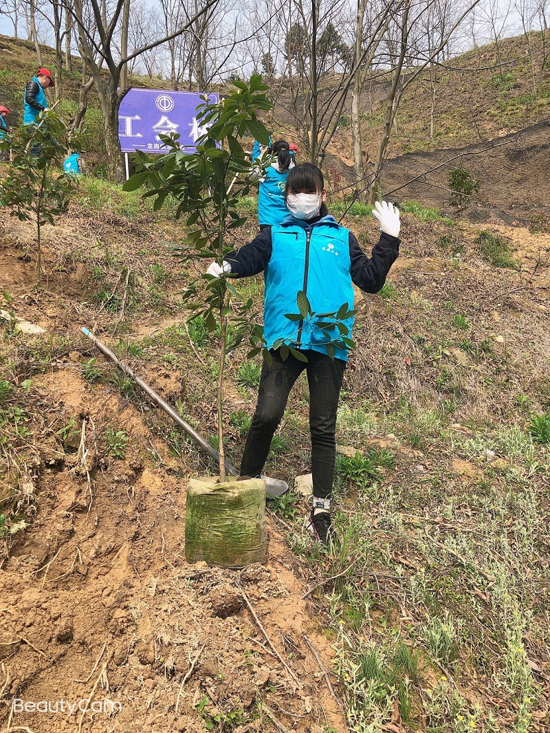華龍公司開(kāi)展植樹(shù)活動(dòng) 為大自然添新綠