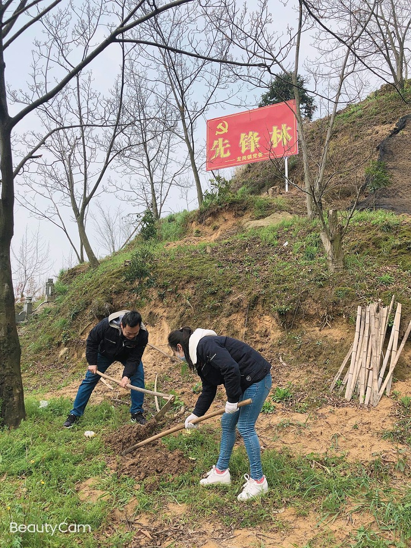 華龍公司開(kāi)展植樹(shù)活動(dòng) 為大自然添新綠
